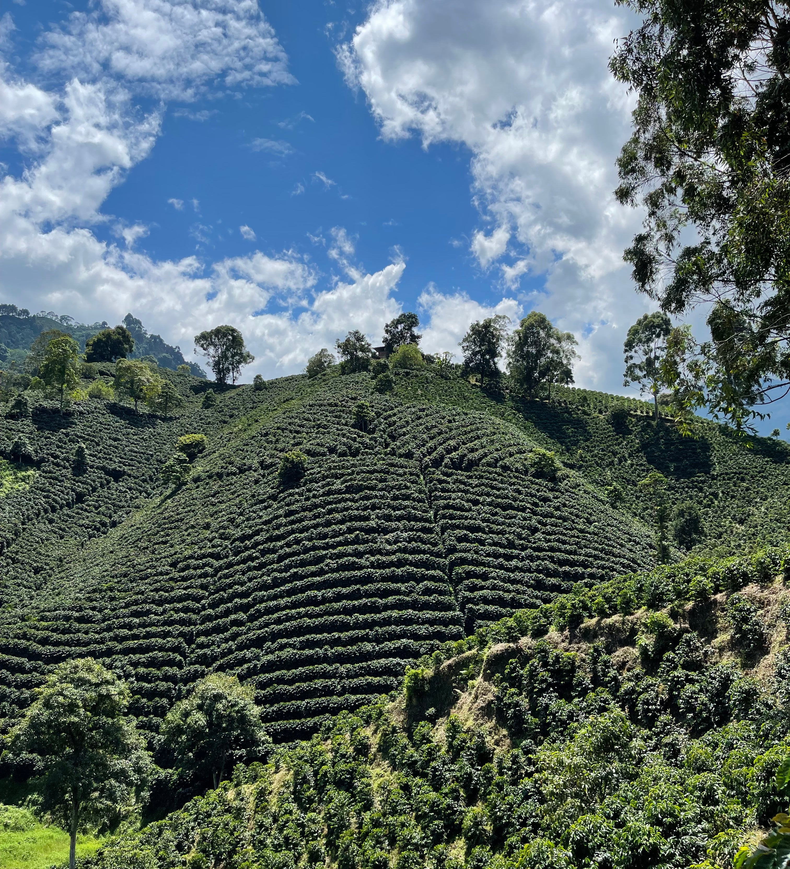 Direct trade Colombian coffee farm
