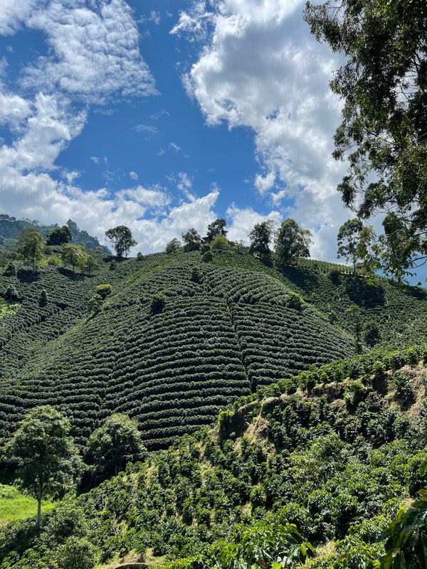 Direct trade Colombian coffee farm