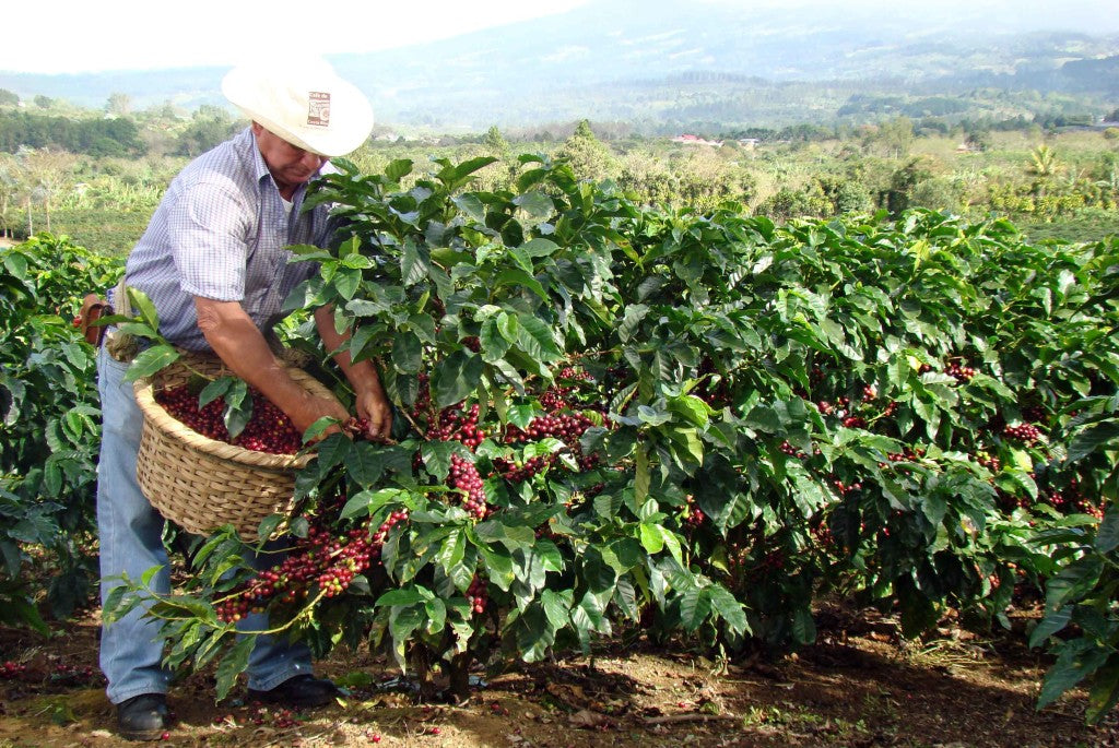 Coffee-Harvesting-by-costarica-spirits.com_-1024x685.jpg