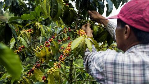 Specialty vs Commodity Coffee