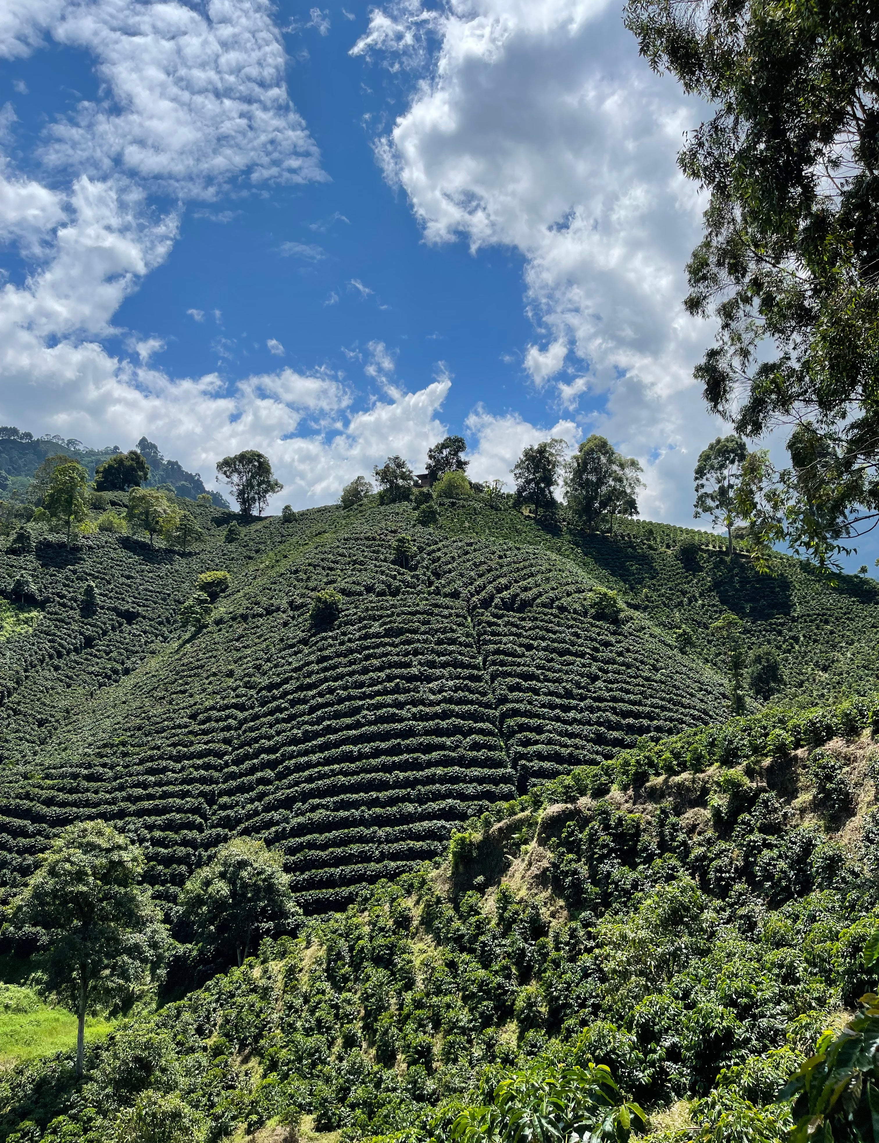 Direct trade Colombian coffee farm