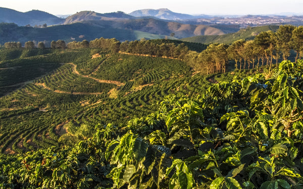 Coffee Regions of the World: South America