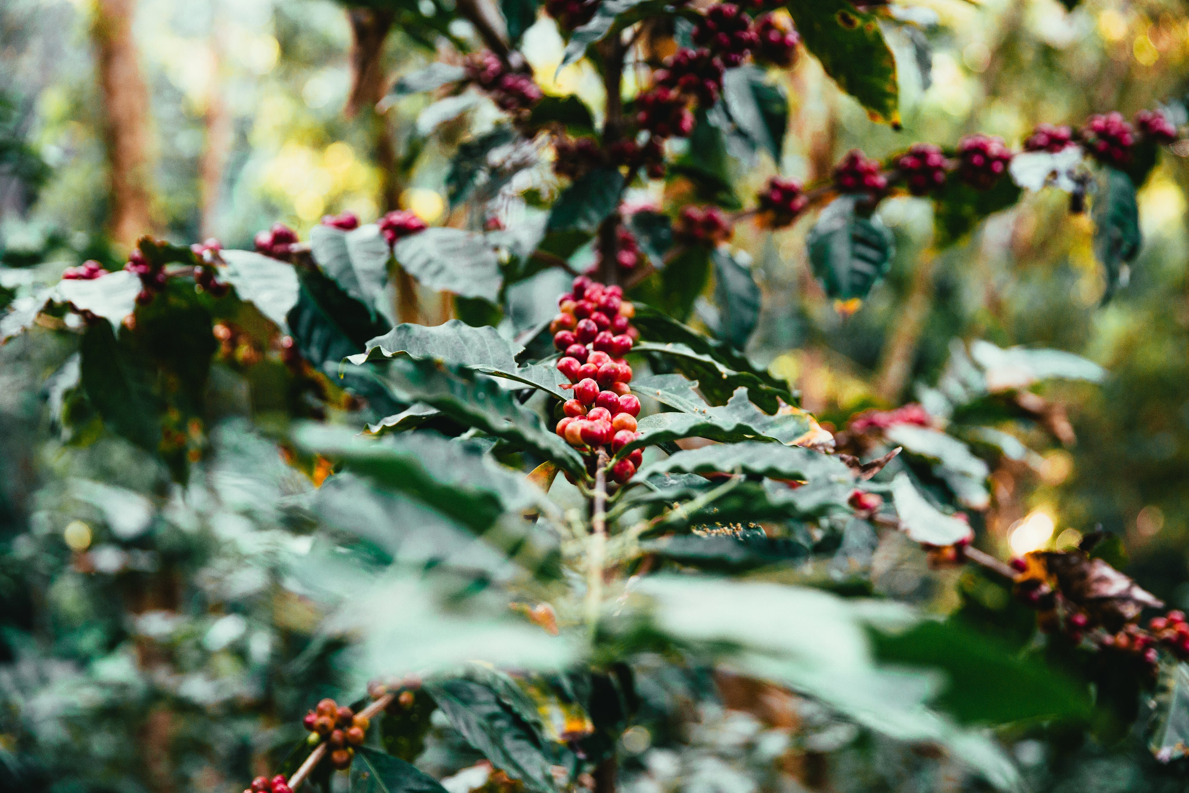 Arabica vs Robusta Coffee Beans