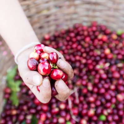 Coffee Regions of the World: Central America