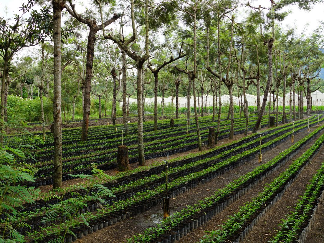FMC - Single Origin